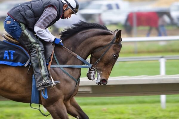 Is Horse Riding the Hardest Sport