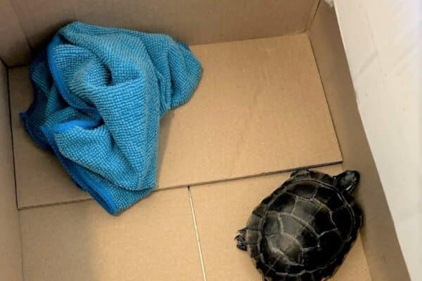 Photo: Turtle that was hidden in a traveler's pants at Newark Liberty International Airport on March 7